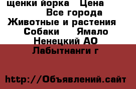 щенки йорка › Цена ­ 15 000 - Все города Животные и растения » Собаки   . Ямало-Ненецкий АО,Лабытнанги г.